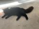 Domestic Mediumhair Cats for sale in Webster, MA 01570, USA. price: NA