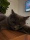 Domestic Mediumhair Cats for sale in Mesa, AZ, USA. price: $100