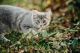 Domestic Mediumhair Cats for sale in Wilbraham, MA 01095, USA. price: $100