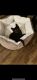 Domestic Mediumhair Cats for sale in Franklin, KY 42134, USA. price: $200