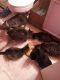 Domestic Mediumhair Cats for sale in Farmington Hills, MI, USA. price: NA