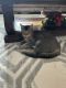 Domestic Mediumhair Cats for sale in Boatman Pier, Converse, TX 78109, USA. price: $200