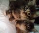 Domestic Mediumhair Cats for sale in Pinon Hills, CA, USA. price: $50