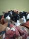Domestic Mediumhair Cats
