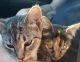 Domestic Mediumhair Cats for sale in Fayetteville, NC, USA. price: $200