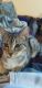 Domestic Mediumhair Cats for sale in Fayetteville, NC, USA. price: $100