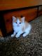 Domestic Mediumhair Cats for sale in Dayton, MN 55327, USA. price: NA