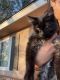 Domestic Mediumhair Cats for sale in Fresno, CA, USA. price: NA