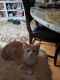 Domestic Mediumhair Cats for sale in Attleboro, MA, USA. price: NA