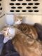 Domestic Mediumhair Cats
