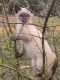 Domestic Mediumhair Cats for sale in Sarasota, FL, USA. price: $250