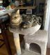 Domestic Mediumhair Cats for sale in Jacksonville, FL, USA. price: NA