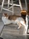 Domestic Mediumhair Cats for sale in Sullivan, MO 63080, USA. price: NA