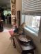 Domestic Mediumhair Cats for sale in Naples, FL, USA. price: $75