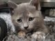 Domestic Mediumhair Cats for sale in Staten Island, NY 10314, USA. price: $250