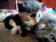 Domestic Mediumhair Cats for sale in 3930 Robinwood Dr, Fort Wayne, IN 46806, USA. price: NA