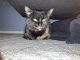 Domestic Mediumhair Cats for sale in Hudsonville, MI 49426, USA. price: $20