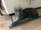 Domestic Mediumhair Cats for sale in Jacksonville, FL, USA. price: $40