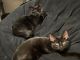 Domestic Mediumhair Cats for sale in Atlanta, GA, USA. price: NA
