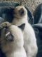 Domestic Mediumhair Cats for sale in Renton, WA, USA. price: NA