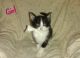 Domestic Mediumhair Cats for sale in Riverside-San Bernardino-Ontario, CA, CA, USA. price: $80