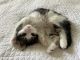 Domestic Mediumhair Cats for sale in Santa Barbara, CA 93101, USA. price: $300