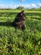 Domestic Mediumhair Cats for sale in Kalona, IA 52247, USA. price: $10