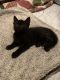 Domestic Mediumhair Cats for sale in Hallandale Beach, FL 33009, USA. price: $20