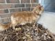 Domestic Mediumhair Cats for sale in Denver, CO 80225, USA. price: $5,000