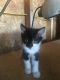 Domestic Mediumhair Cats for sale in Stoddard, WI 54658, USA. price: $20