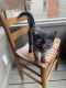 Domestic Mediumhair Cats for sale in Valparaiso, IN 46385, USA. price: NA