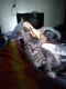 Domestic Mediumhair Cats for sale in East Peoria, IL, USA. price: $1,000
