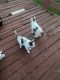 Domestic Mediumhair Cats for sale in Custer, KY 40146, USA. price: NA