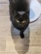 Domestic Mediumhair Cats for sale in Sandy, OR, USA. price: NA