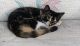 Domestic Mediumhair Cats for sale in Lake Worth, FL, USA. price: $4,000