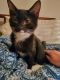 Domestic Mediumhair Cats for sale in Brunswick Hills Township, OH, USA. price: NA