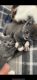 Domestic Mediumhair Cats for sale in Kansas City, MO, USA. price: $50