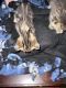Domestic Mediumhair Cats for sale in Allenstown, NH, USA. price: NA