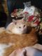 Domestic Mediumhair Cats for sale in Toutle, WA 98649, USA. price: NA