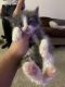 Domestic Mediumhair Cats for sale in Decatur, GA 30030, USA. price: NA