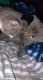 Domestic Mediumhair Cats for sale in 6403 Stanwin Dr, Apopka, FL 32712, USA. price: NA