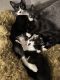 Domestic Mediumhair Cats for sale in Ocala, FL, USA. price: $10