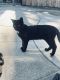 Domestic Mediumhair Cats for sale in Long Beach, CA, USA. price: $1