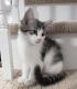 Domestic Mediumhair Cats for sale in Moore, SC, USA. price: $50