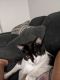 Domestic Mediumhair Cats for sale in Florence, AZ 85132, USA. price: $100