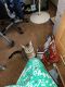 Domestic Mediumhair Cats for sale in Portage, WI 53901, USA. price: NA