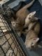 Domestic Mediumhair Cats for sale in Seattle, WA, USA. price: $100