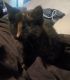Domestic Mediumhair Cats for sale in Plano, TX, USA. price: NA