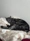 Domestic Mediumhair Cats for sale in Solana Beach, CA 92075, USA. price: $25