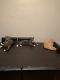 Domestic Mediumhair Cats for sale in Wilmington, DE, USA. price: NA